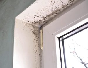 Black mould in the upper corner of a window recess